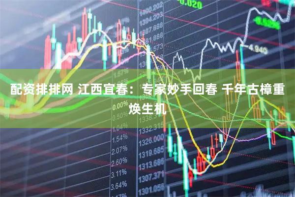 配资排排网 江西宜春：专家妙手回春 千年古樟重焕生机